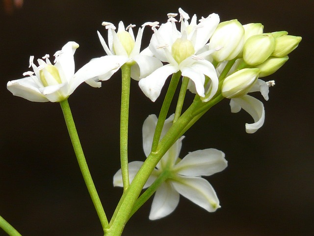 Sibirischer Blaustern
