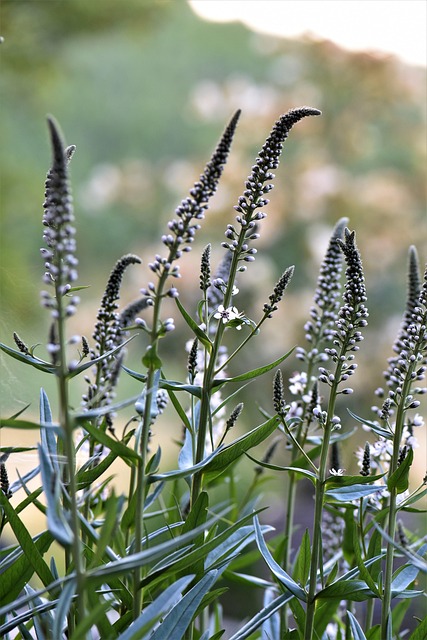 Silberkerze