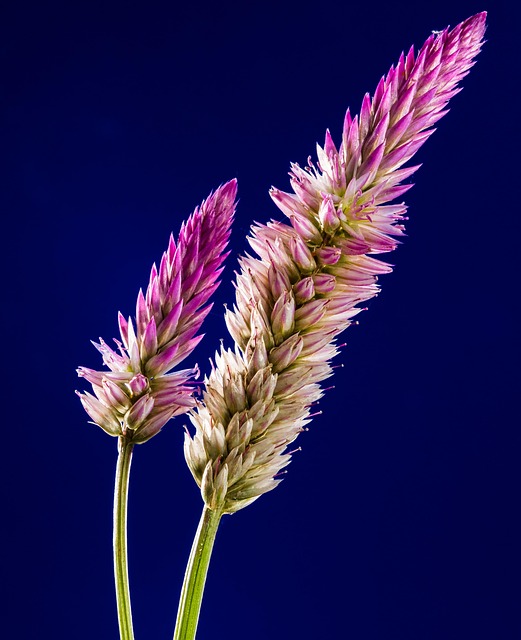 Silbersalbei