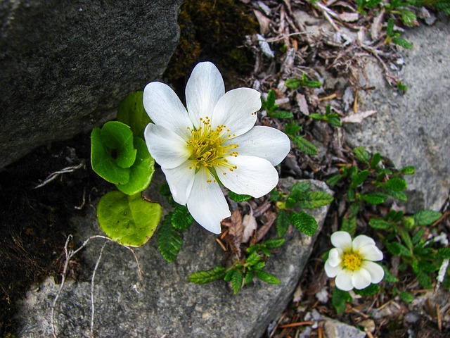 Silberwurz
