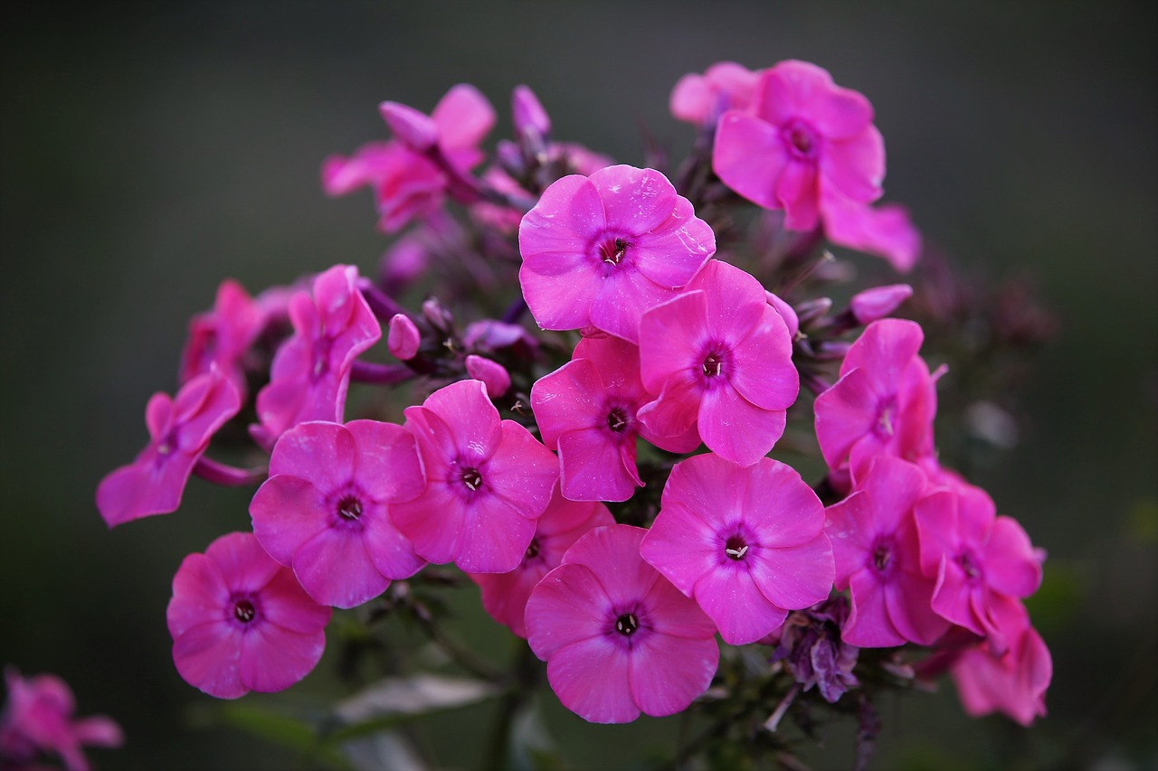 Sommer-Phlox Sternhimmel — Phlox paniculata 'Sternhimmel'