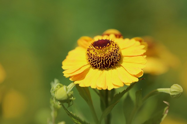 Sonnenbraut