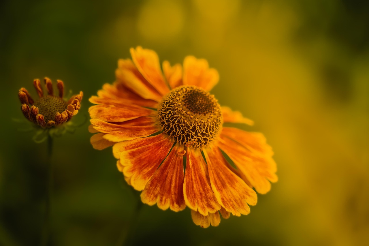 Sonnenbraut Sahin Early Flowerer