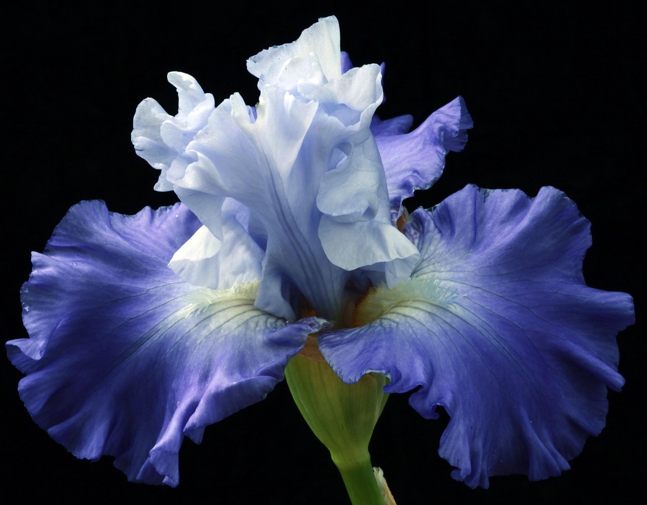 Spanische Iris