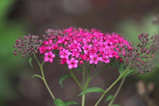 Spornblume