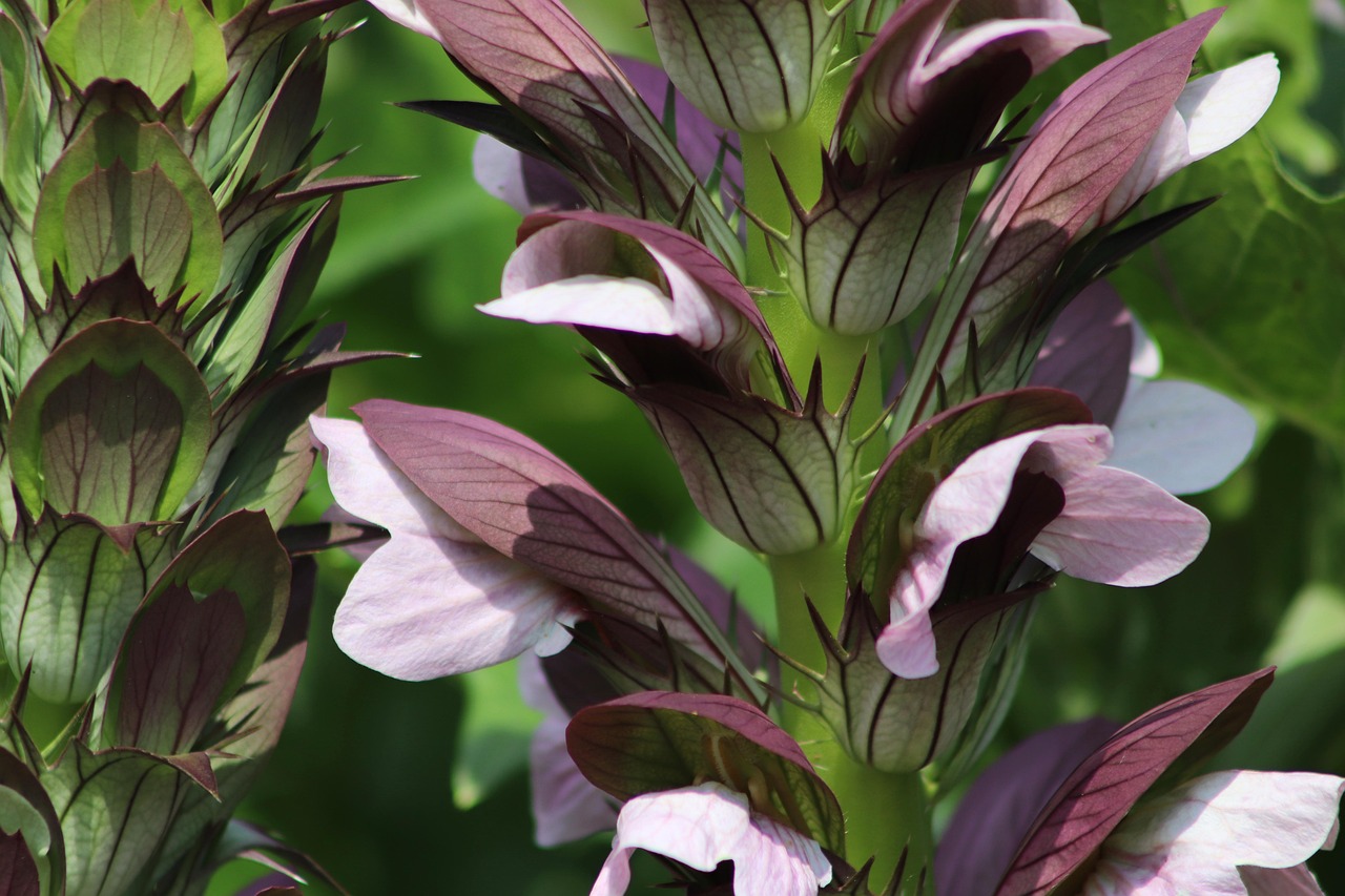 Stacheliger Bärenklau — Acanthus spinosus