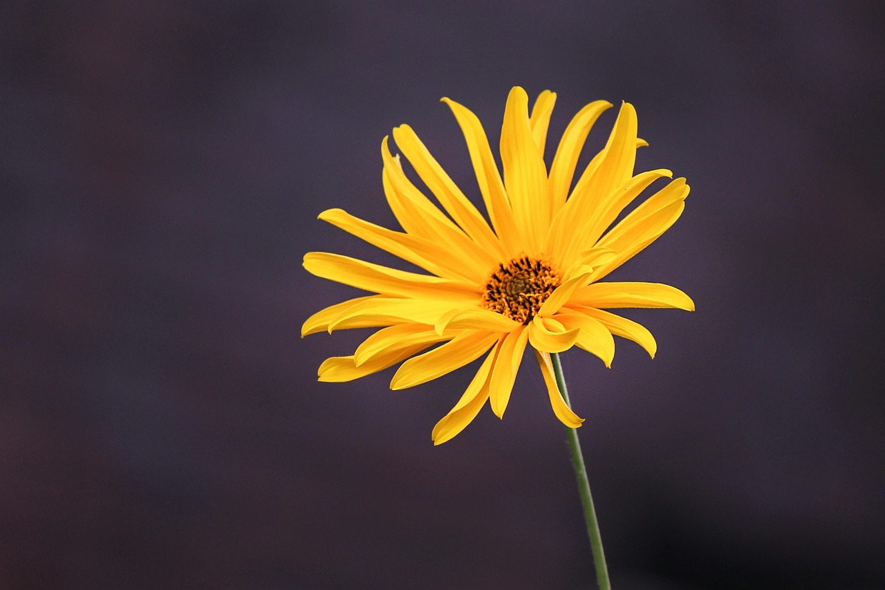 Stauden-Sonnenblume