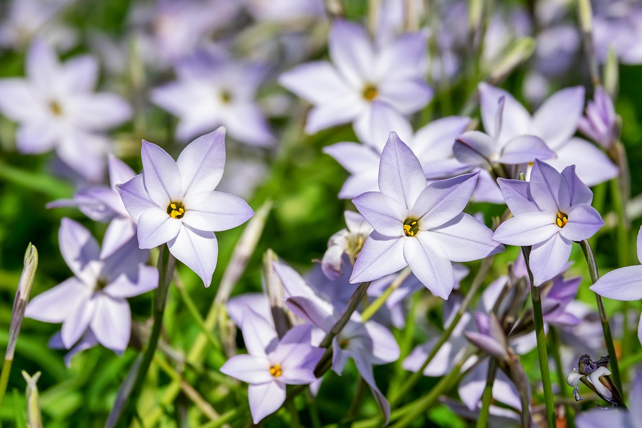 Sternhyazinthe