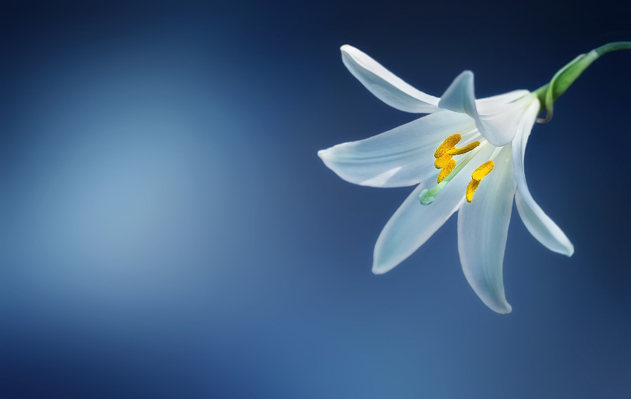 Sternlilie — Lilium candidum