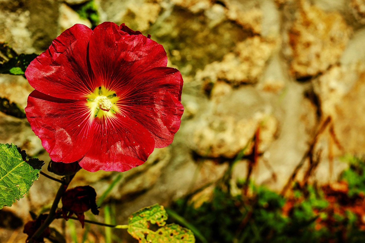 Stockrose — Alcea rosea