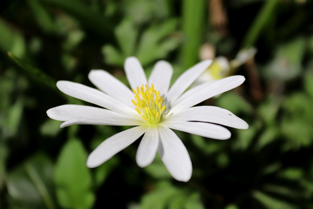 Strahlenanemone — Anemone blanda