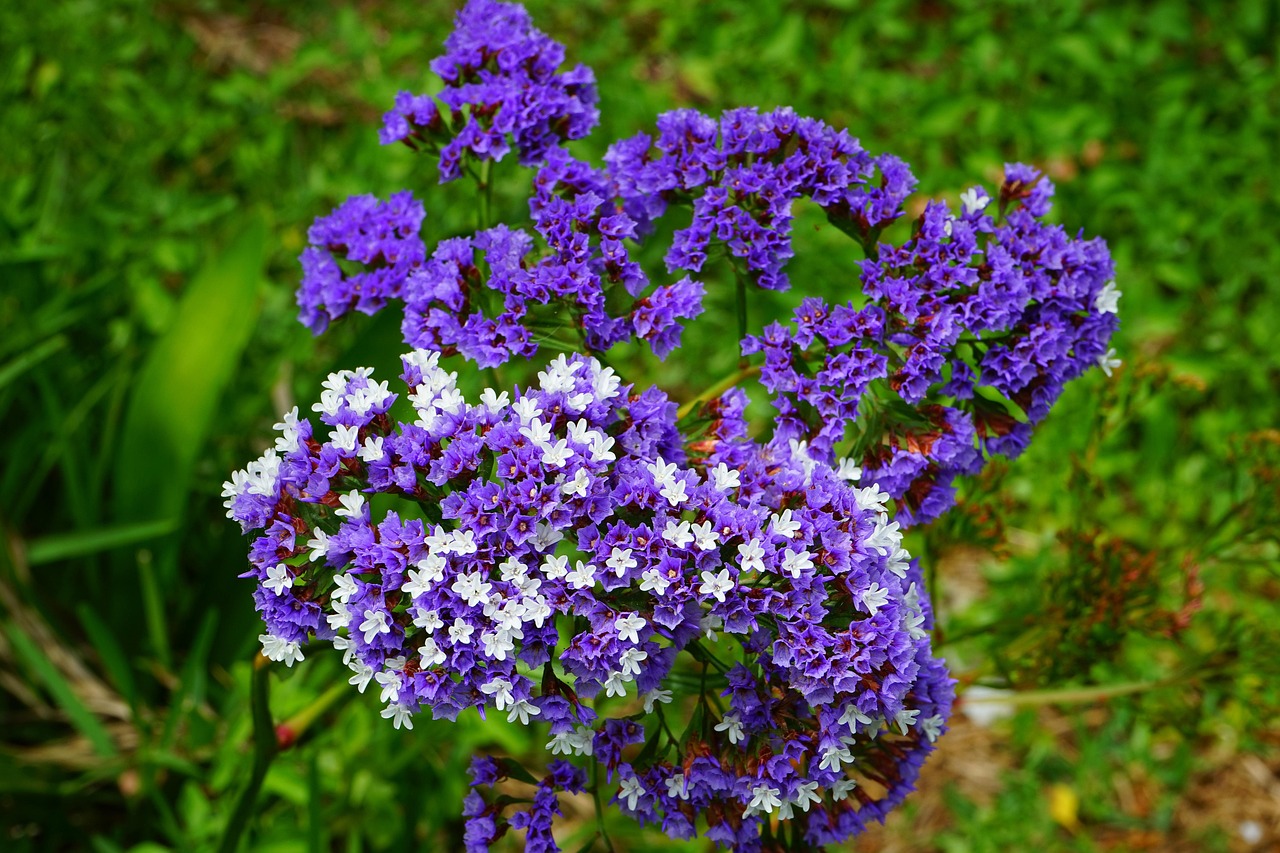 Strandflieder Violett