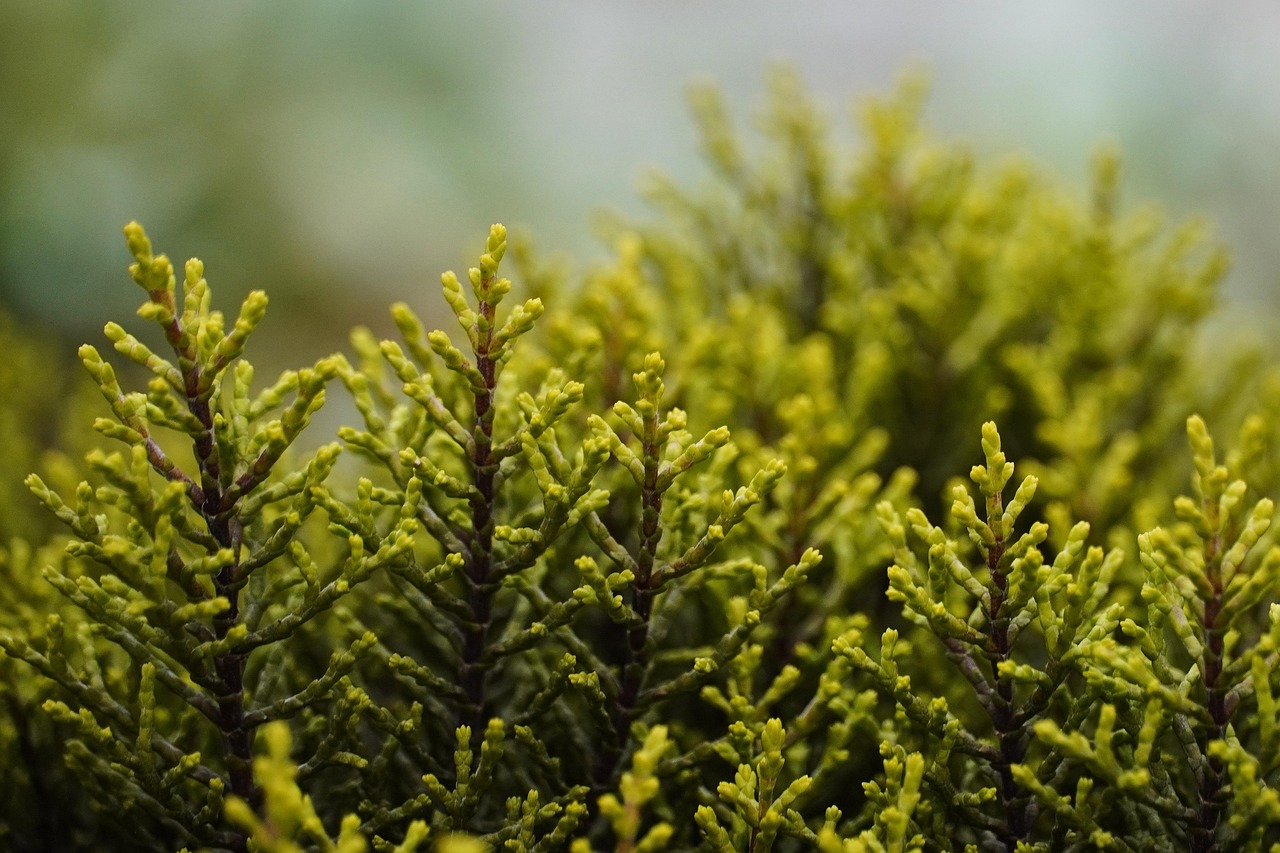Strauch-Beifuß — Artemisia arborescens