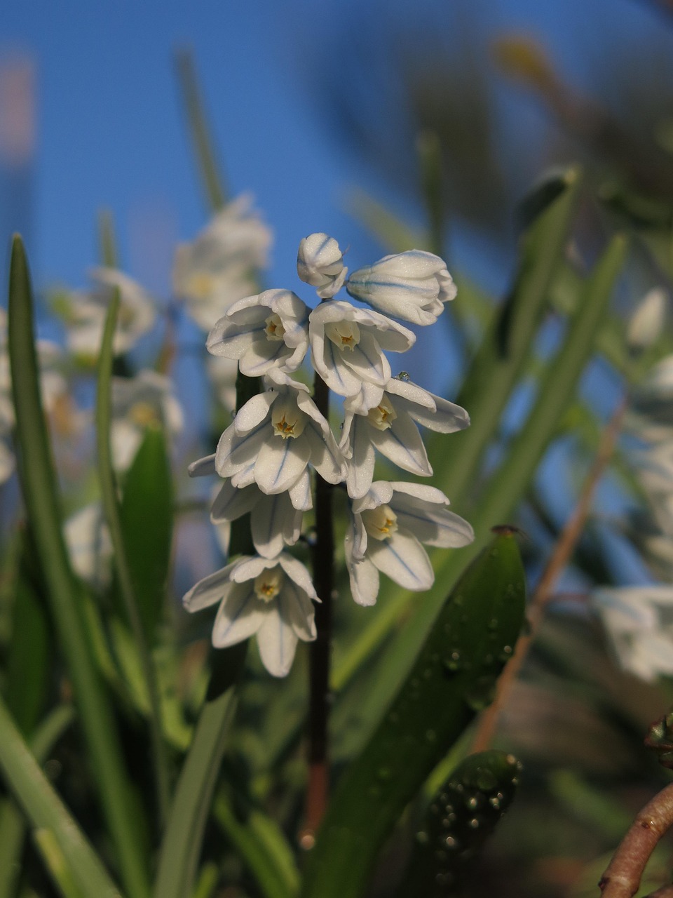 Streifenblümchen