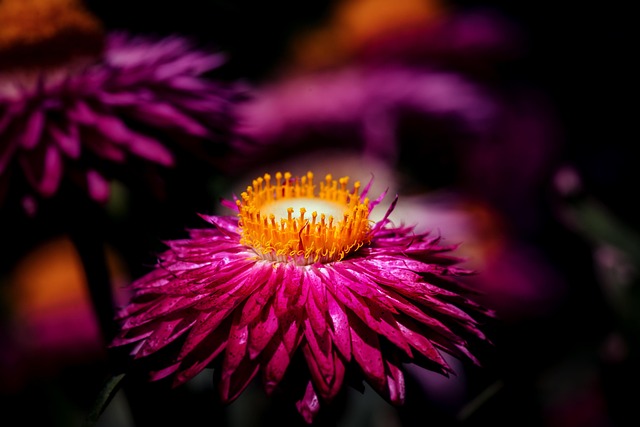 Strohblume