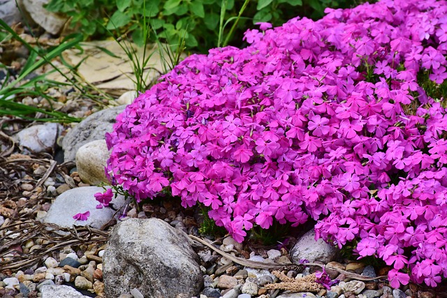 Teppich-Phlox