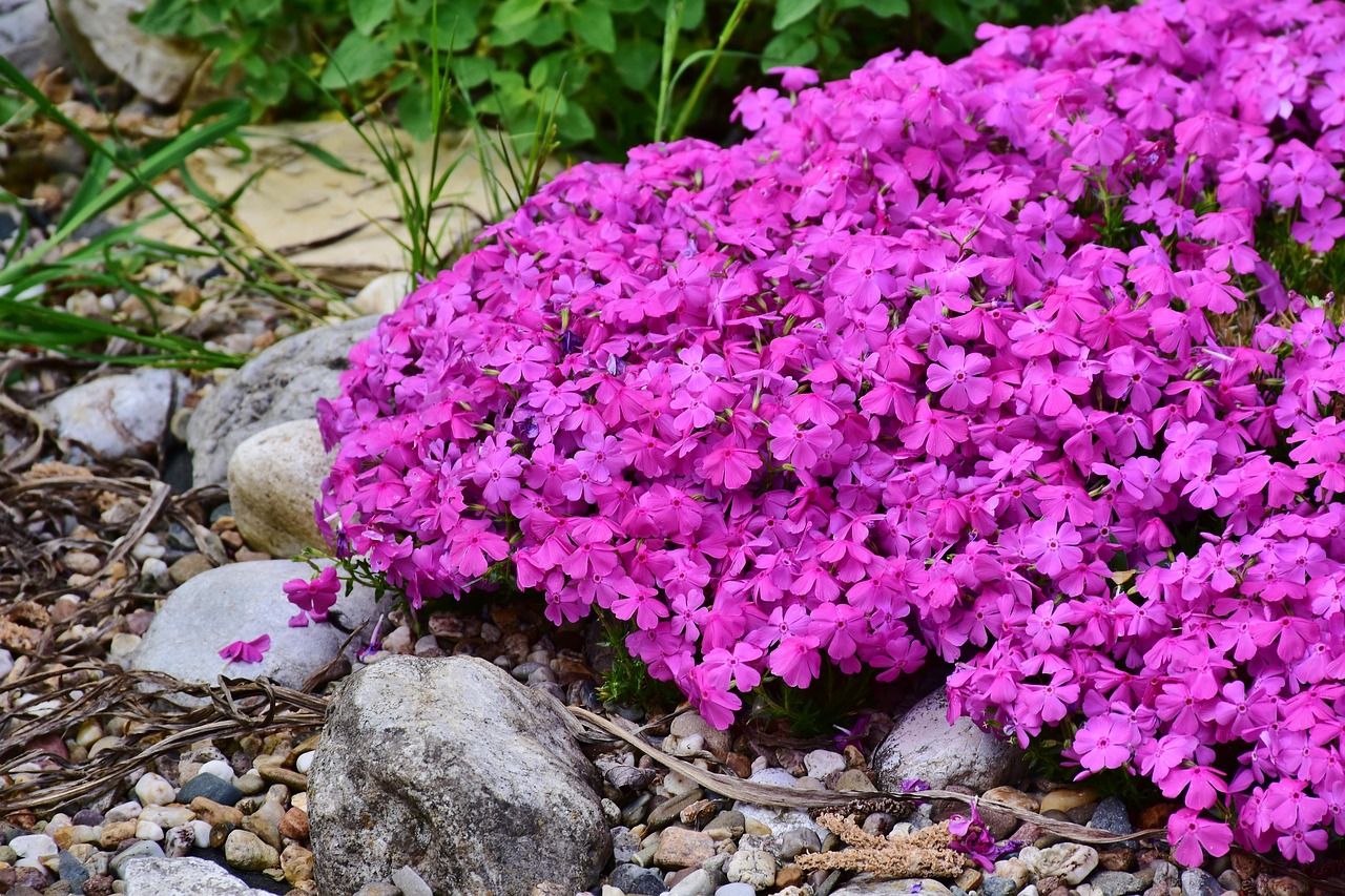 Teppich-Phlox Candy Stripe