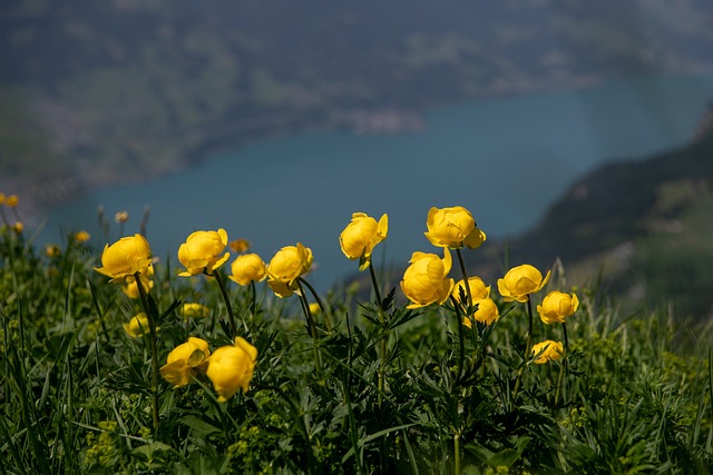 Trollblume