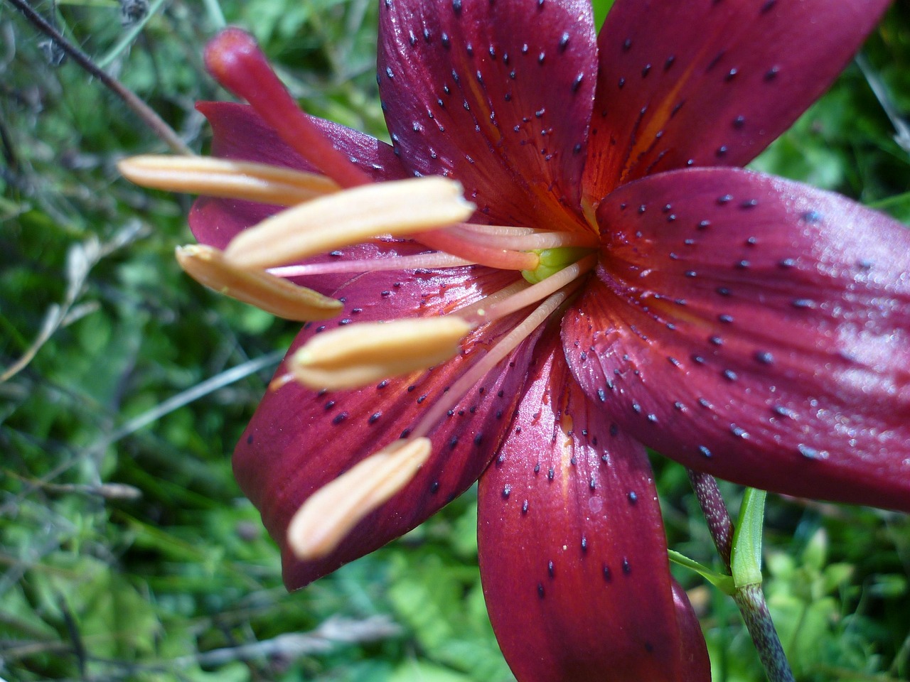 Türkenbund-Lilie — Lilium martagon