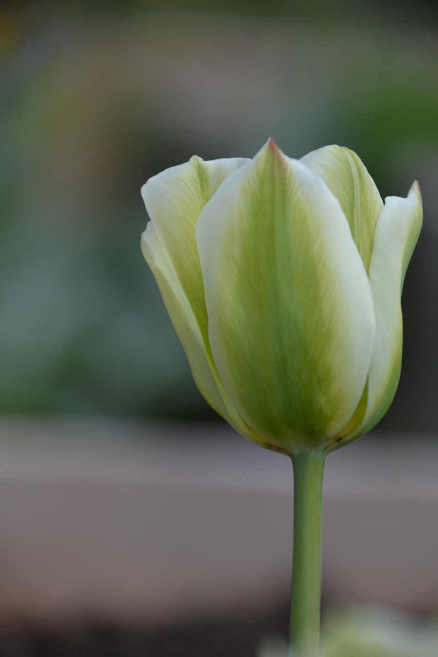Viridiflora-Tulpe