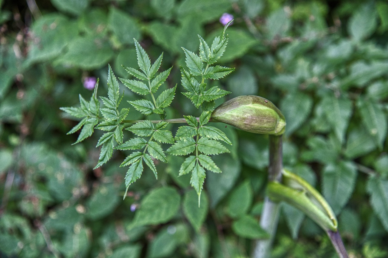 Wald-Engelwurz — Angelica sylvestris