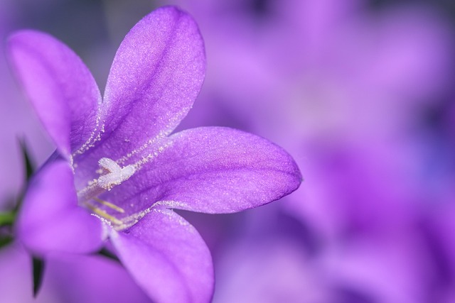 Wald-Phlox