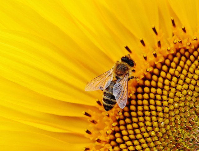 Weiche Stauden-Sonnenblume — Helianthus mollis