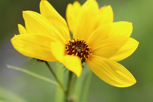 Weiden-Sonnenblume