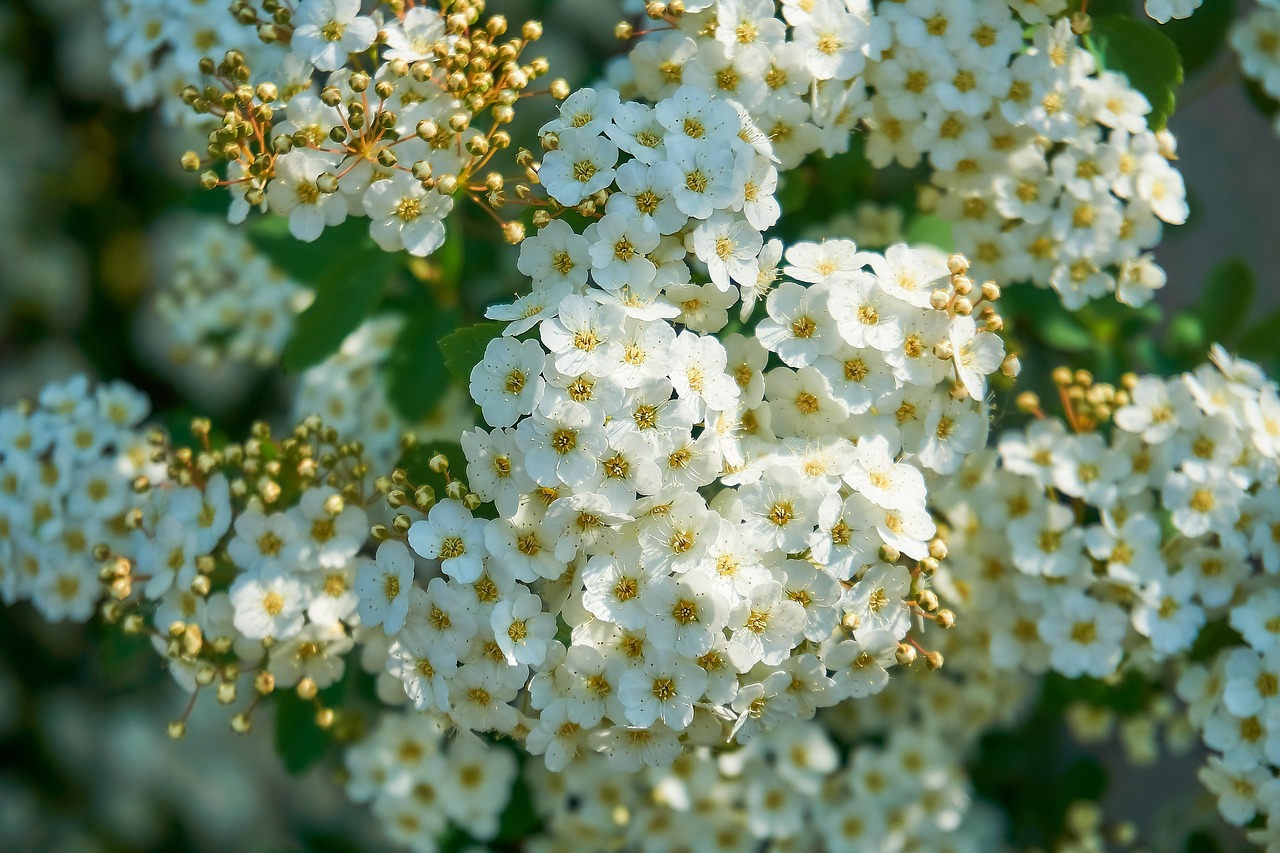 Weiße Prachtspiere — Astilbe x arendsii 'Brautschleier'
