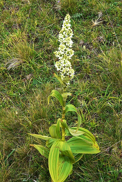 Weißer Germer