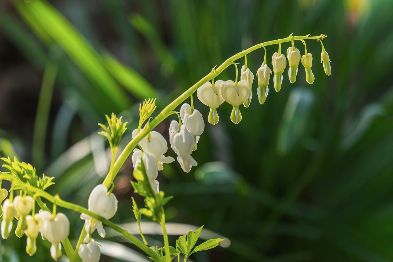 Weißes Tränendes Herz — Lamprocapnos spectabilis 'Alba'