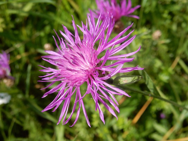 Wiesen-Flockenblume