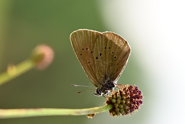 Wiesenknopf
