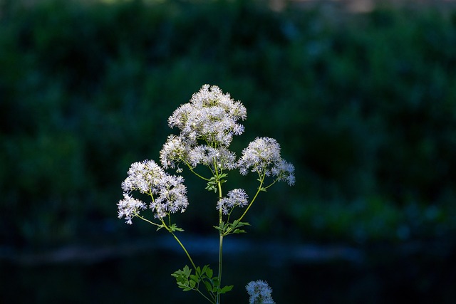 Wiesenraute