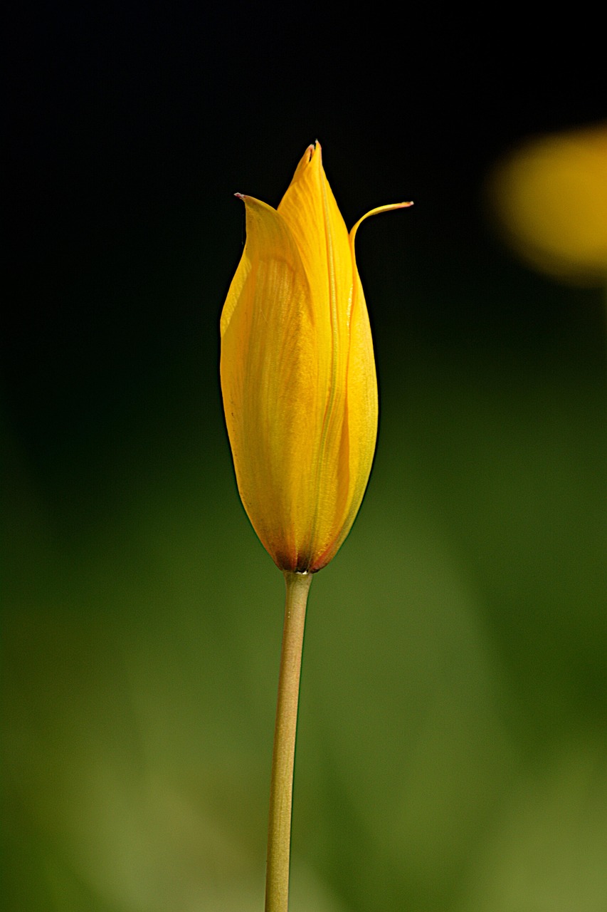 Wild-Tulpe