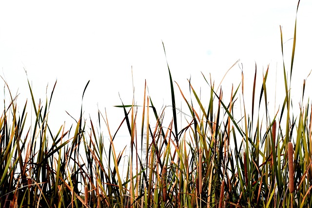 Zwerg-Rohrkolben — Typha laxmannii